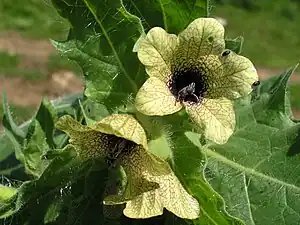 Close-up of flower