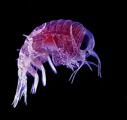 Many crustaceans are very small, like this tiny amphipod, and make up a significant part of the ocean's zooplankton