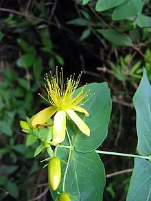 H. grandifolium