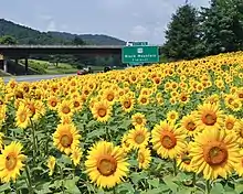 A field of sunflowers in North Carolina