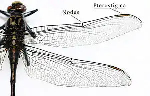 Gomphidae wing structure: Note the similar-sized triangles of the front and hind wings and the widely separate eyes.