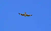 Nighthawk wing markings