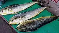 Mahi-mahi in a fish market