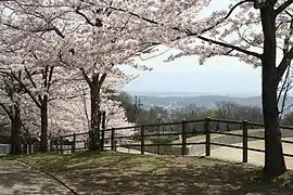 Cherry blossoms at Ikoma Fureai Center