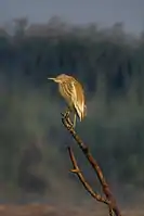 Squacco heron from Egypt