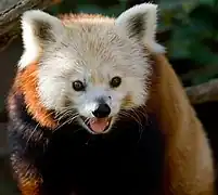 Red panda (Ailurus fulgens)