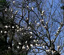 A tree full of American white ibis on the St. Johns.