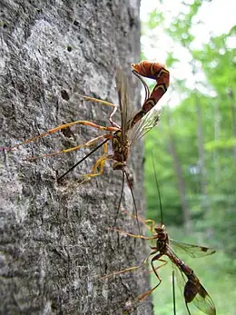 Megarhyssa macrurus, a parasitoid. The body of a female is 50 mm (2.0 in) long, with a c. 100 mm (3.9 in) ovipositor