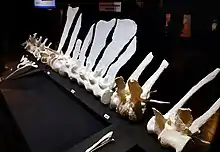 White casts of spinal column with wave-like sail laid out on a dark background in a museum exhibit