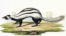 Drawing of black and white mustelid on grass