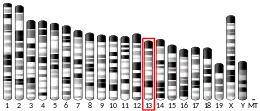 Chromosome 13 (mouse)