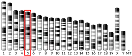 Chromosome 5 (mouse)