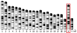 X chromosome (mouse)