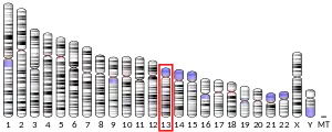 Chromosome 13 (human)