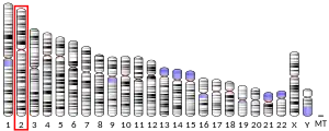 Chromosome 2 (human)