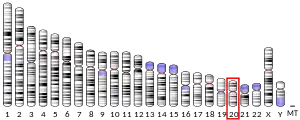 Chromosome 20 (human)