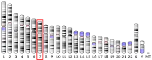 Chromosome 7 (human)