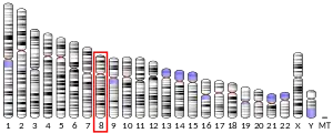 Chromosome 8 (human)