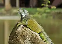 At the Botanical Garden at Portoviejo, Ecuador