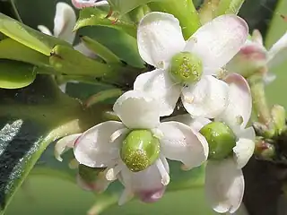 Other holly plants only have 'female' flowers that produce ovules.