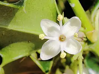 In dioecious holly, some plants only have 'male' flowers with functional stamens that produce pollen.