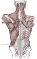 Muscles connecting the upper extremity to the vertebral column. Left iliac crest is labeled in red.