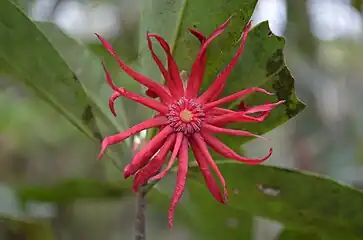 Illicium floridanum, Florida anise or stinkbush, a plant species endemic to the southeastern U.S.