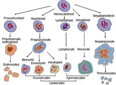 Blood cell lineage