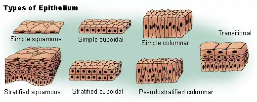 Types of epithelium