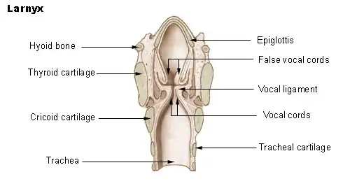 Cross-section of the larynx, with structures including the epiglottis labelled.