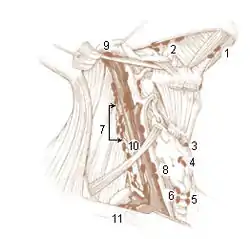 Deep Lymph Nodes