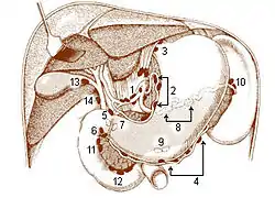 Lymph nodes of the abdominal cavity