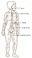 Lymphatic system