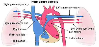 Pulmonary circuit