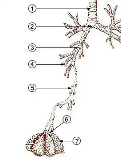 TracheaPrimary bronchusLobar bronchusSegmental bronchusBronchioleAlveolar ductAlveolus