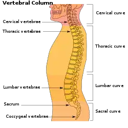 Vertebral column