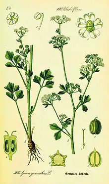 Wild celery, Apium graveolens (wild form of well-known vegetable)