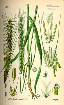 Botanical illustration