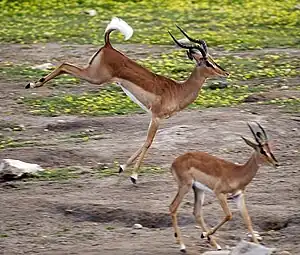 An adult male black-faced impala stotting in Namibia