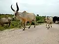 Sindhi cows