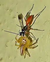 An Indian spider wasp carrying a jumping spider in Tumkur, India