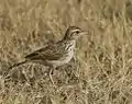 Indian bushlark at Rajkot