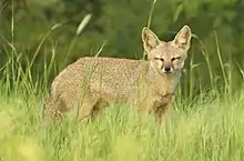 Bengal fox