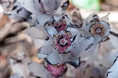 Detail of flowers