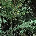 An Indian plum shrub as its leaves begin to yellow in mid-summer, Pierce County, Washington