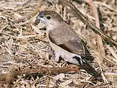 Foraging on the ground (India)