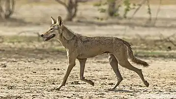 Indian Wolf at Velavadar (Blackbuck National Park, Gujarat)