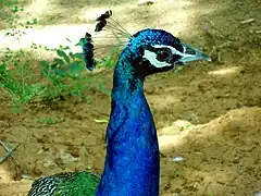 Indian peafowl at Kambalakonda, Visakhapatnam