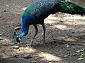 Indian peafowl