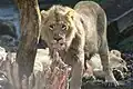 Lions in Zürich Zoo, 2012